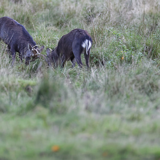 Dyrehaven - Danemark - Klampenborg - Copenhague - Copenhagen Deer park - Animalier - Parc