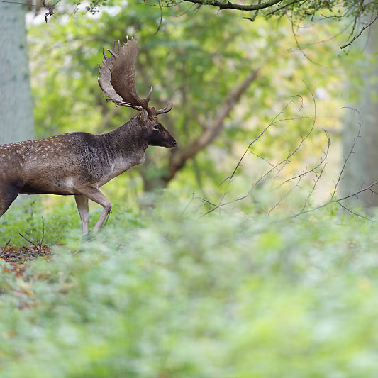 Dyrehaven - Danemark - Klampenborg - Copenhague - Copenhagen Deer park - Animalier - Parc