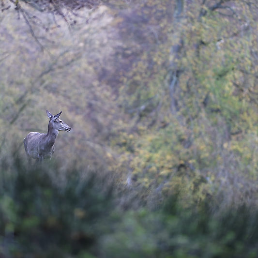 Dyrehaven - Danemark - Klampenborg - Copenhague - Copenhagen Deer park - Animalier - Parc