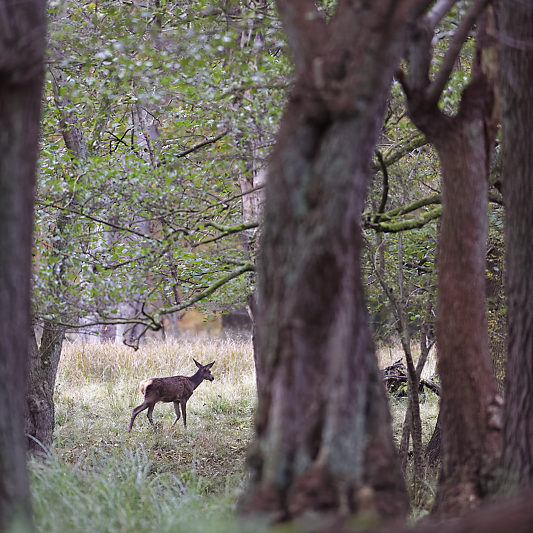 Dyrehaven - Danemark - Klampenborg - Copenhague - Copenhagen Deer park - Animalier - Parc