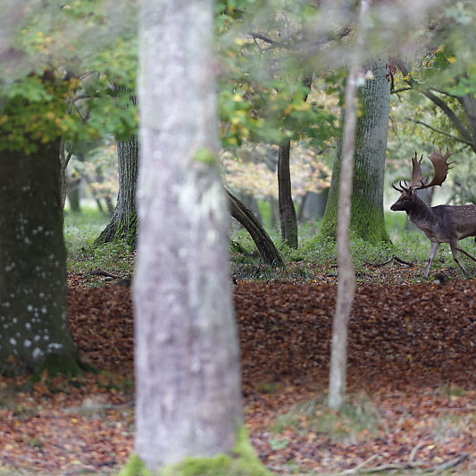 Dyrehaven - Danemark - Klampenborg - Copenhague - Copenhagen Deer park - Animalier - Parc
