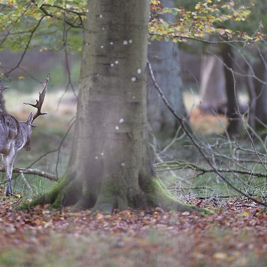 Dyrehaven - Danemark - Klampenborg - Copenhague - Copenhagen Deer park - Animalier - Parc
