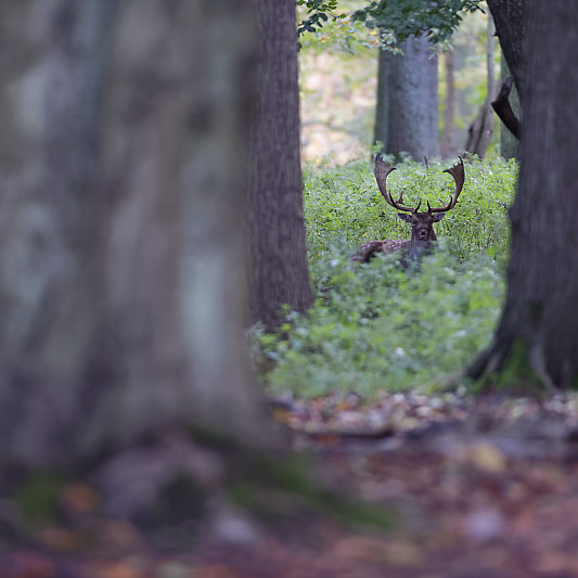 Dyrehaven - Danemark - Klampenborg - Copenhague - Copenhagen Deer park - Animalier - Parc