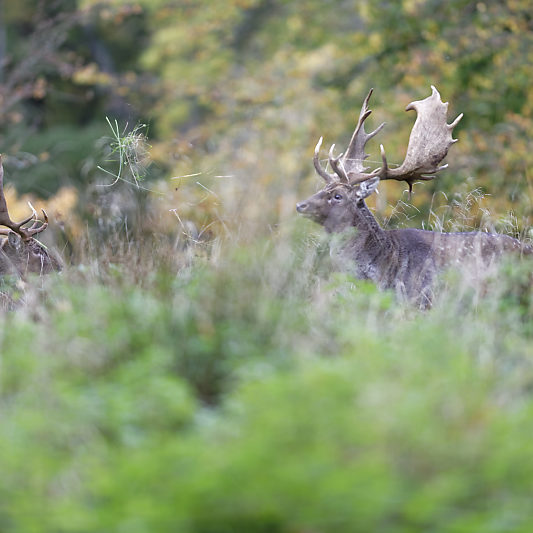 Dyrehaven - Danemark - Klampenborg - Copenhague - Copenhagen Deer park - Animalier - Parc
