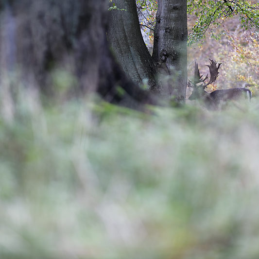 Dyrehaven - Danemark - Klampenborg - Copenhague - Copenhagen Deer park - Animalier - Parc