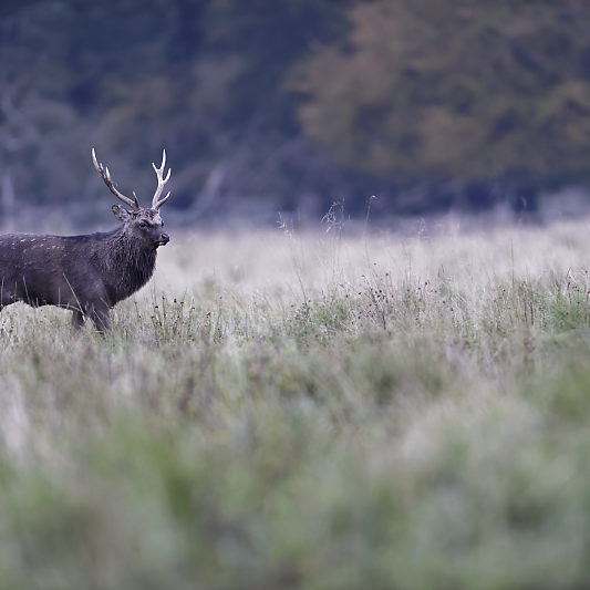 Dyrehaven - Danemark - Klampenborg - Copenhague - Copenhagen Deer park - Animalier - Parc