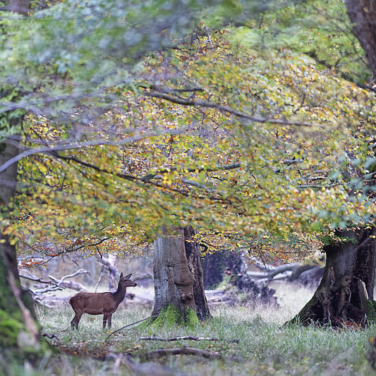 Dyrehaven - Danemark - Klampenborg - Copenhague - Copenhagen Deer park - Animalier - Parc