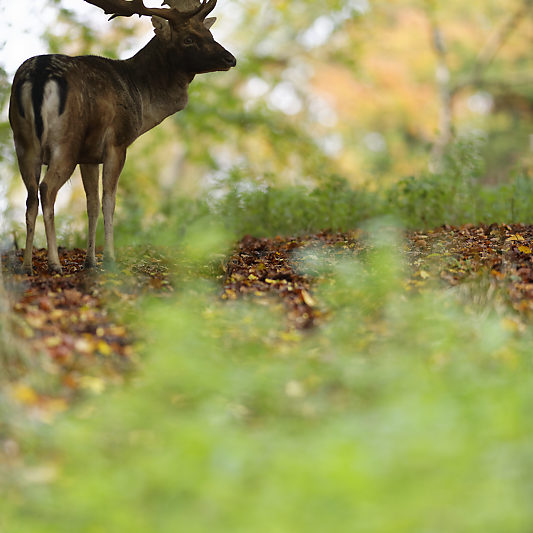 Dyrehaven - Danemark - Klampenborg - Copenhague - Copenhagen Deer park - Animalier - Parc