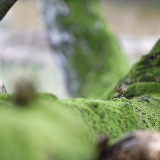 Dyrehaven - Danemark - Klampenborg - Copenhague - Copenhagen Deer park - Animalier - Parc