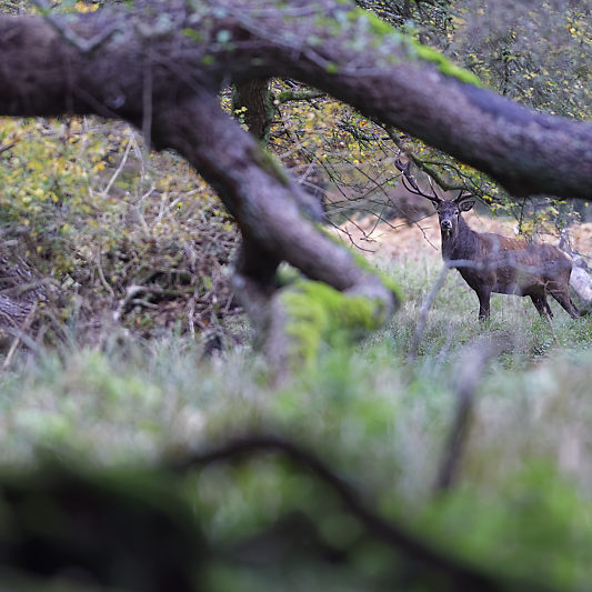 Dyrehaven - Danemark - Klampenborg - Copenhague - Copenhagen Deer park - Animalier - Parc