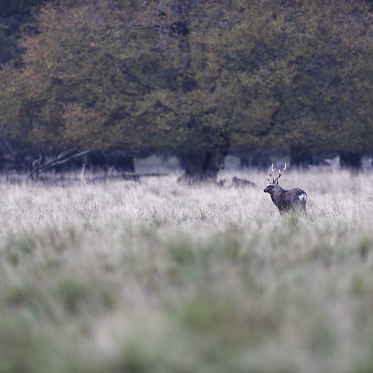 Dyrehaven - Danemark - Klampenborg - Copenhague - Copenhagen Deer park - Animalier - Parc