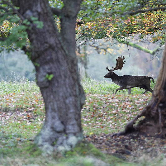 Dyrehaven - Danemark - Klampenborg - Copenhague - Copenhagen Deer park - Animalier - Parc