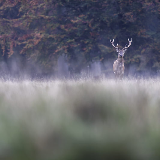 Dyrehaven - Danemark - Klampenborg - Copenhague - Copenhagen Deer park - Animalier - Parc