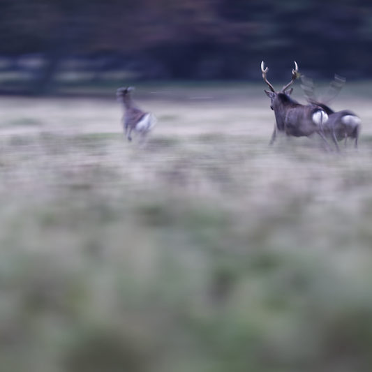 Dyrehaven - Danemark - Klampenborg - Copenhague - Copenhagen Deer park - Animalier - Parc