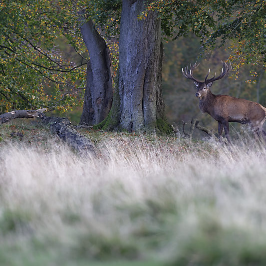 Dyrehaven - Danemark - Klampenborg - Copenhague - Copenhagen Deer park - Animalier - Parc
