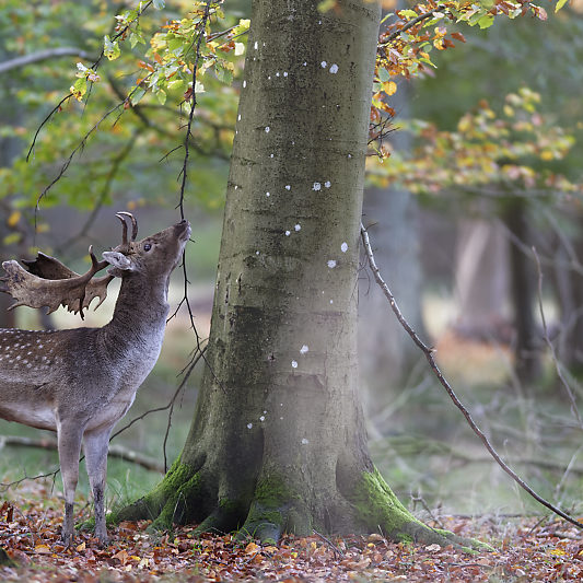 Dyrehaven - Danemark - Klampenborg - Copenhague - Copenhagen Deer park - Animalier - Parc