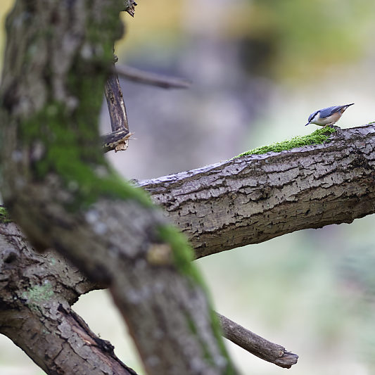 Dyrehaven - Danemark - Klampenborg - Copenhague - Copenhagen Deer park - Animalier - Parc