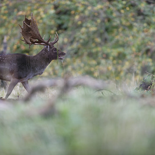 Dyrehaven - Danemark - Klampenborg - Copenhague - Copenhagen Deer park - Animalier - Parc