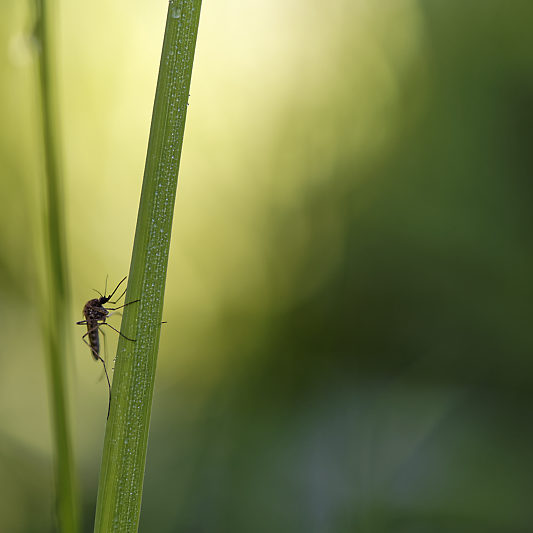 Une histoire de confinement - Macro - Jardin