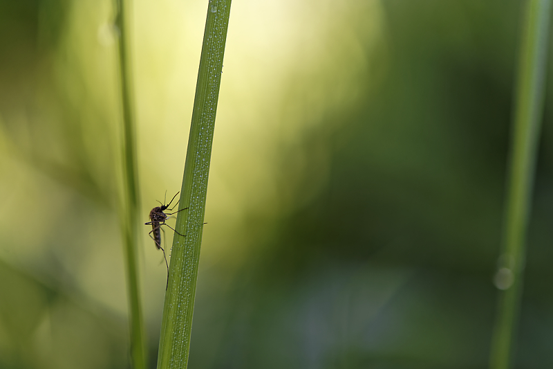 Une histoire de confinement - Macro - Jardin