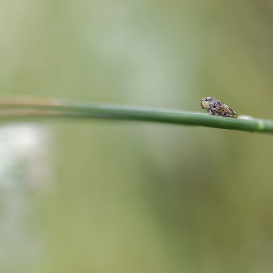 Une histoire de confinement - Macro - Jardin