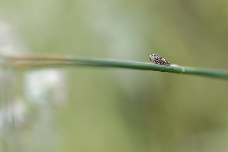 Une histoire de confinement - Macro - Jardin