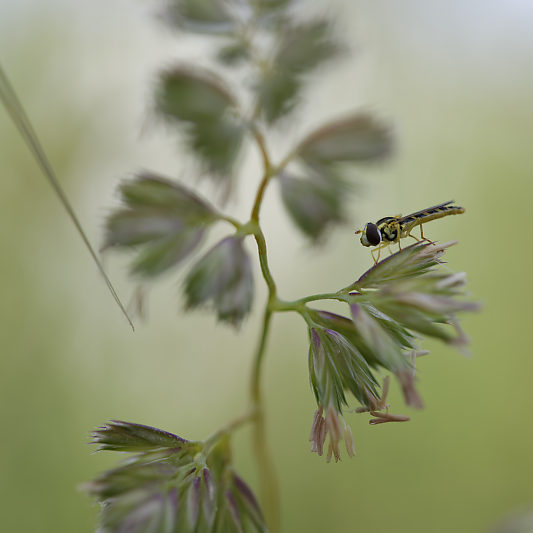 Une histoire de confinement - Macro - Jardin