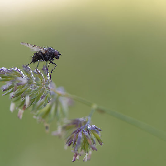 Une histoire de confinement - Macro - Jardin