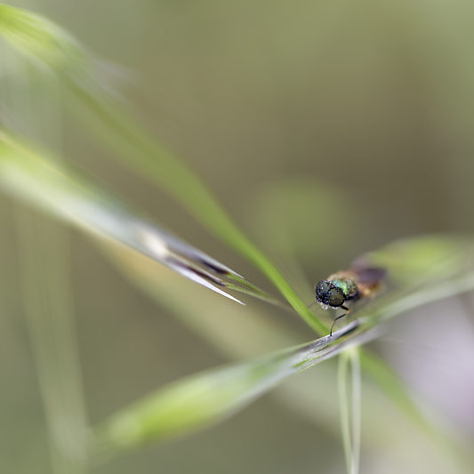 Une histoire de confinement - Macro - Jardin