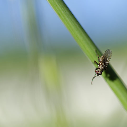 Une histoire de confinement - Macro - Jardin