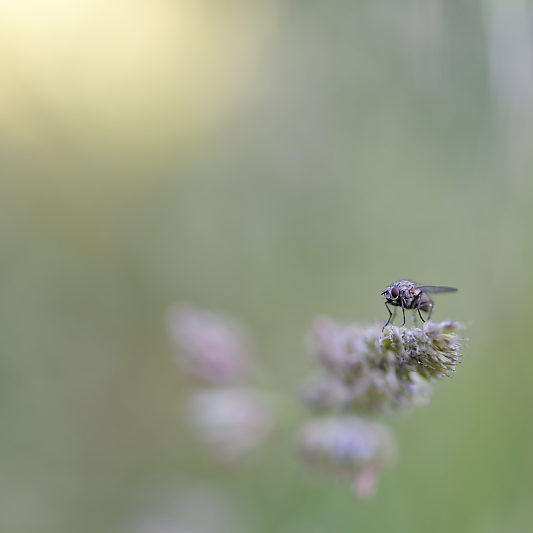 Une histoire de confinement - Macro - Jardin