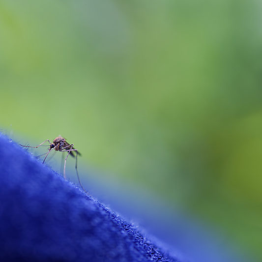 Une histoire de confinement - Macro - Jardin