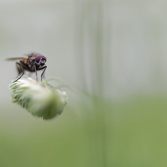 Une histoire de confinement - Macro - Jardin