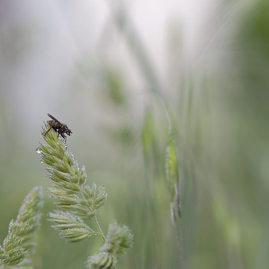 Une histoire de confinement - Macro - Jardin