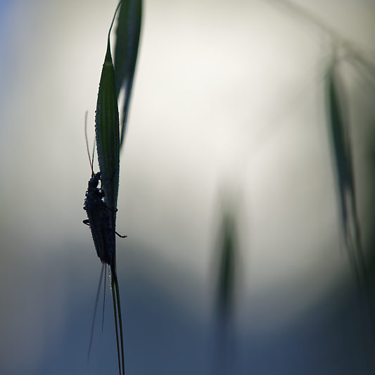 Une histoire de confinement - Macro - Jardin