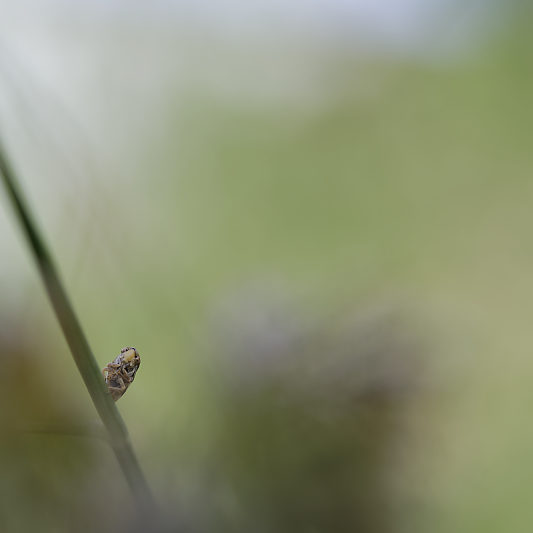 Une histoire de confinement - Macro - Jardin