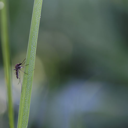 Une histoire de confinement - Macro - Jardin