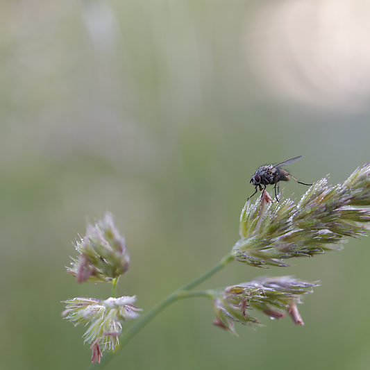 Une histoire de confinement - Macro - Jardin