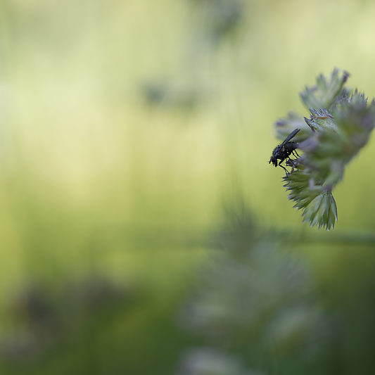 Une histoire de confinement - Macro - Jardin