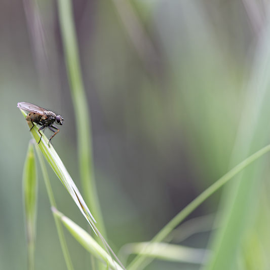 Une histoire de confinement - Macro - Jardin