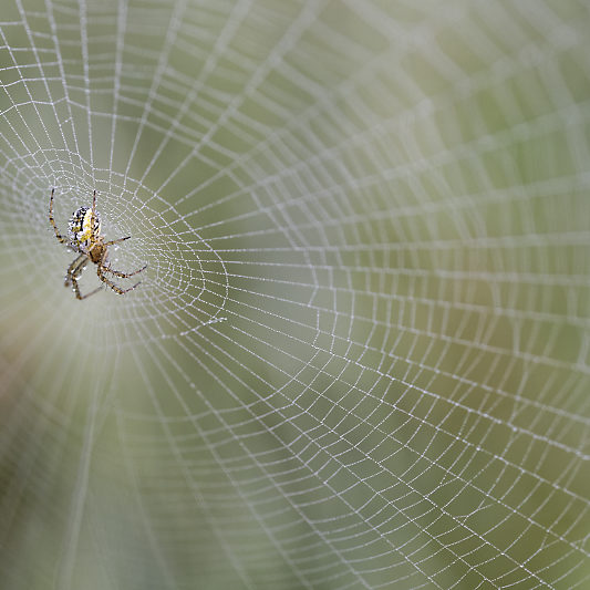 Une histoire de confinement - Macro - Jardin