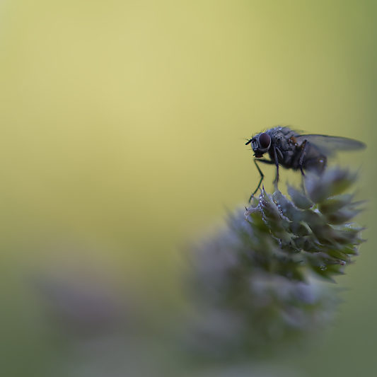 Une histoire de confinement - Macro - Jardin