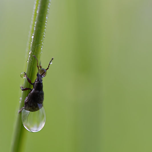 Une histoire de confinement - Macro - Jardin