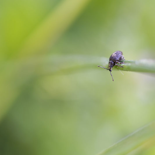 Une histoire de confinement - Macro - Jardin