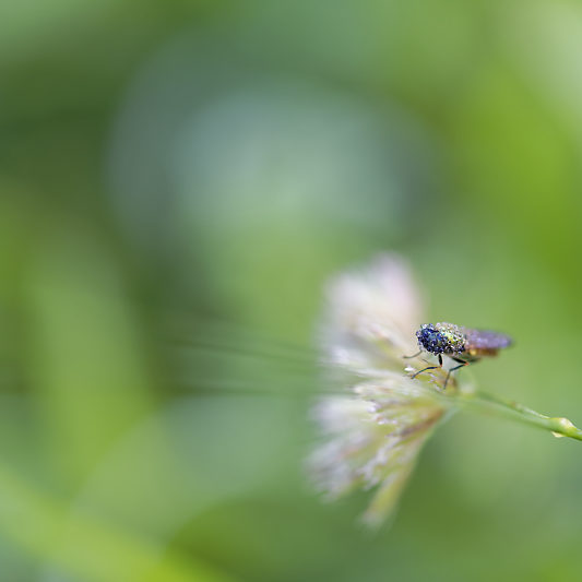 Une histoire de confinement - Macro - Jardin
