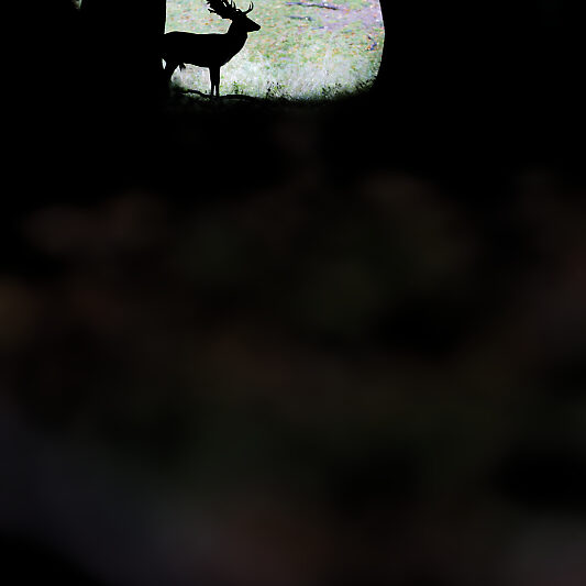 Une forêt Scandinave - Voyage photo au Danemark VP23