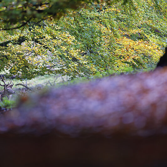 Une forêt Scandinave (10) Une forêt Scandinave - Voyage photo au Danemark VP23