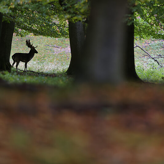 Une forêt Scandinave (11) Une forêt Scandinave - Voyage photo au Danemark VP23