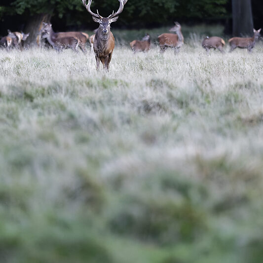Une forêt Scandinave (12) Une forêt Scandinave - Voyage photo au Danemark VP23