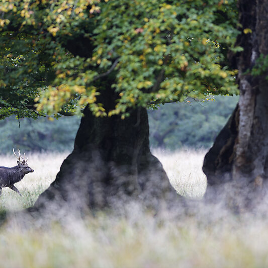 Une forêt Scandinave (13) Une forêt Scandinave - Voyage photo au Danemark VP23